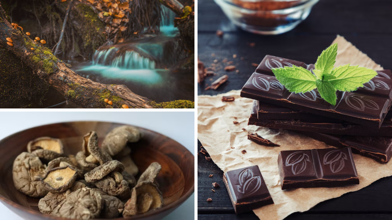 Photos of mushrooms and chocolate bars.