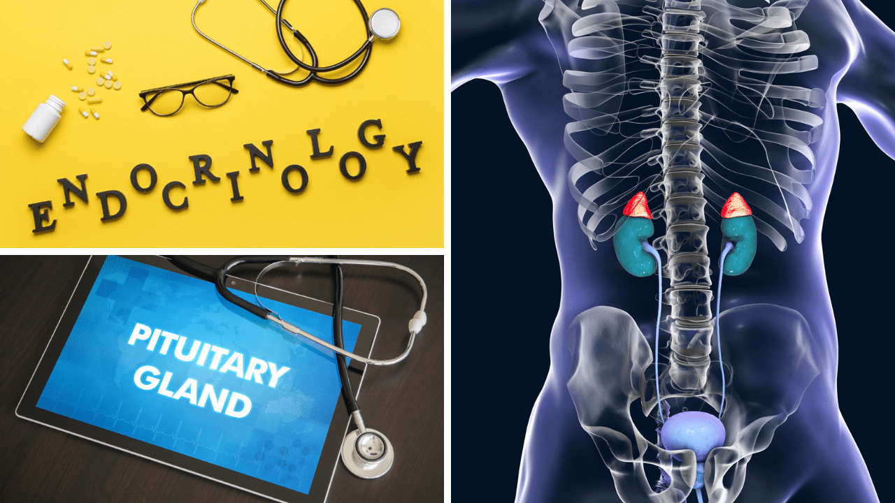 Images of the human body in the study of the endocrine system.