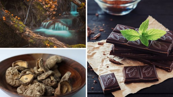 How to Rethink Your Sweet Tooth- The Mushroom Chocolate Bar!