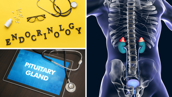 Unlocking the Mysteries of the Endocrine System: The World of Hormones and Glands 🧪